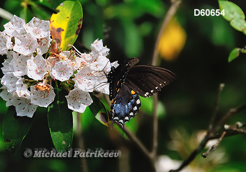 Spicebush Swallowtail (Papilio troilus)